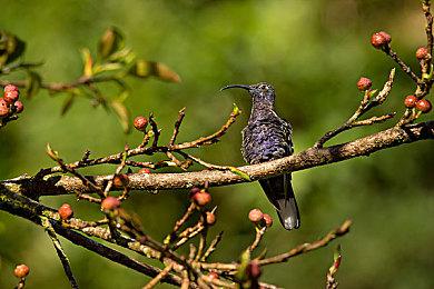 《三位一体融合》将于12＆15脱离EA推出正式版